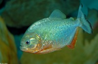 PIRANHA RED (PYGOCENTRUS)